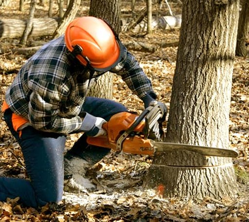 Tree Removal in Union, NH